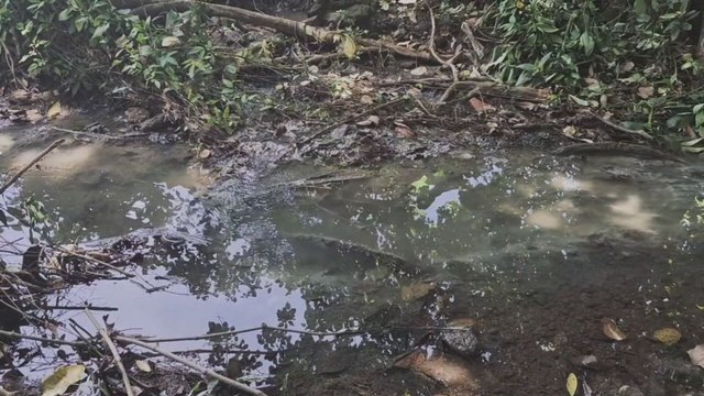 MiAmbiente denuncia contaminación de ríos en Veraguas