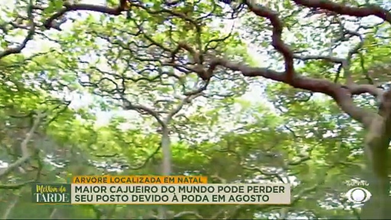 Maior cajueiro do mundo pode perder seu posto? Poda gera polêmica no RN | Melhor da Tarde