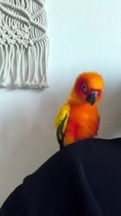 tiny parrot dancing macarena too cute to miss! 🦜😂
