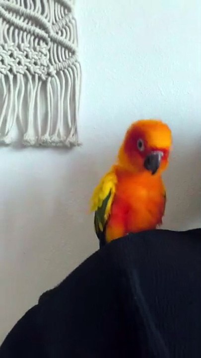 tiny parrot dancing macarena too cute to miss! 🦜😂