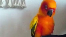 tiny parrot dancing macarena too cute to miss! 🦜😂