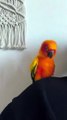 tiny parrot dancing macarena too cute to miss! 🦜😂