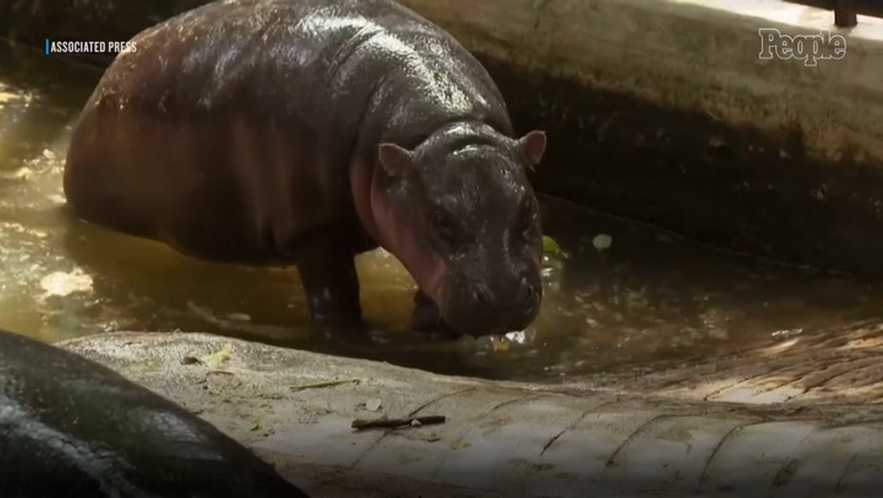 Viral Hippo Moo Deng Celebrates Her Birthday 'Happy, Moist, and Unbothered' and with a 44-Lb. Cake