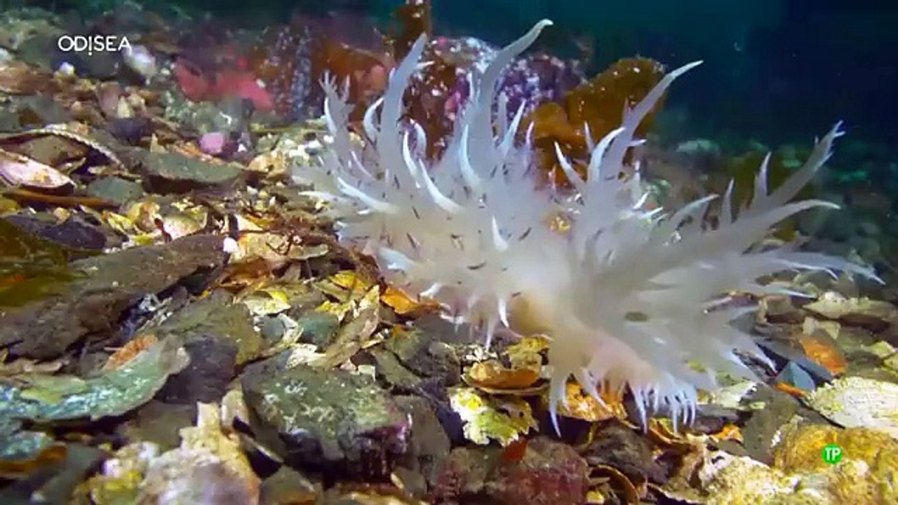 Extrañas Criaturas Episodio 1 Armas Quimicas