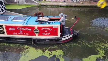 Dog Captains a Boat Through London Like a Boss