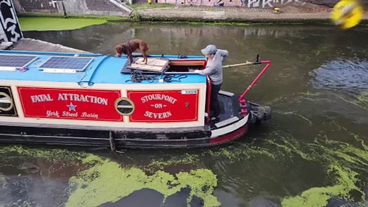 Dog Captains a Boat Through London Like a Boss