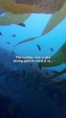 Discover the #1 Scuba Diving Spot in the U.S.