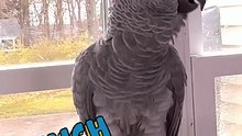 parrot names fruits and veggies hilarious and smart! 🦜