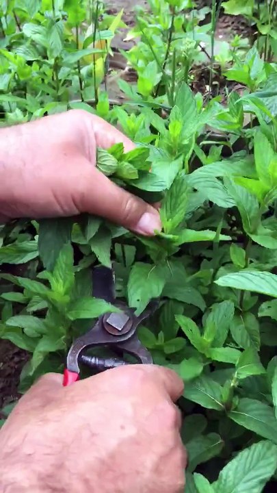 Mint harvest