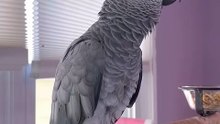 parrot has us crying with laughter! 🦜😂