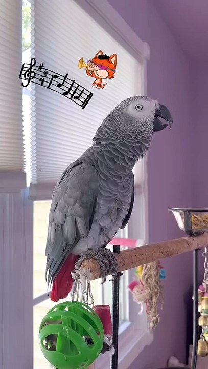 parrot has us crying with laughter! 🦜😂