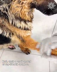 ASMR dog washing time! 🐶