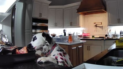 Funny Videos Caught In 4k