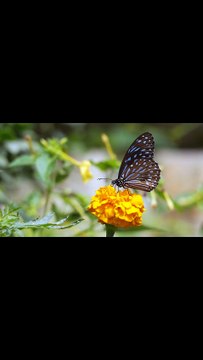 Why Do We Love? Riddles of Emotions and Human Feelings