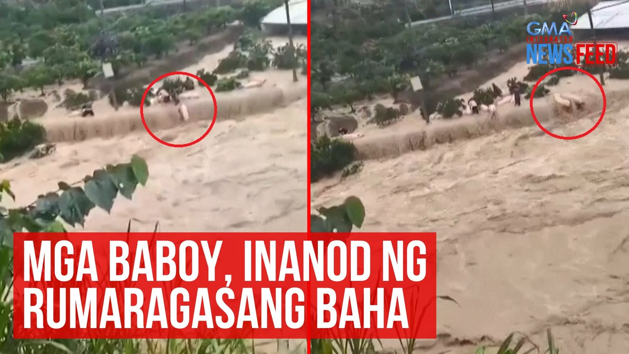 Mga baboy, inanod ng rumaragasang baha | GMA Integrated Newsfeed