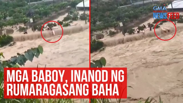 Mga baboy, inanod ng rumaragasang baha | GMA Integrated Newsfeed