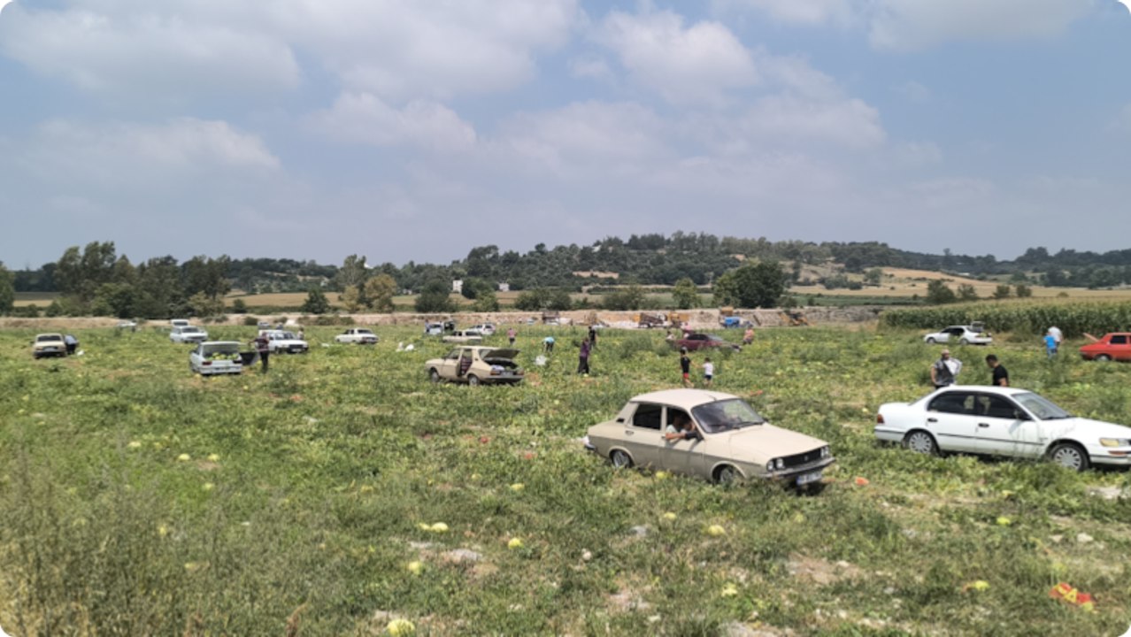 Satamayınca halka açtı, binlerce kişi akın akın tarlaya koştu