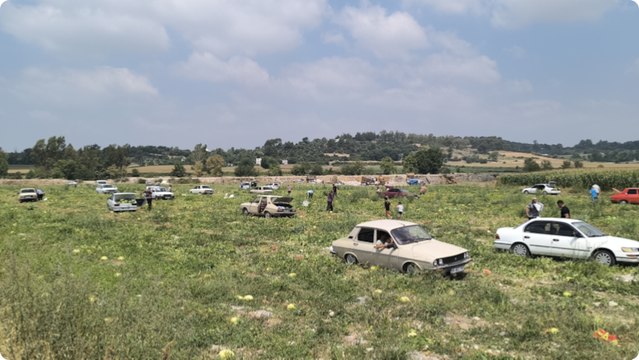 Satamayınca halka açtı, binlerce kişi akın akın tarlaya koştu