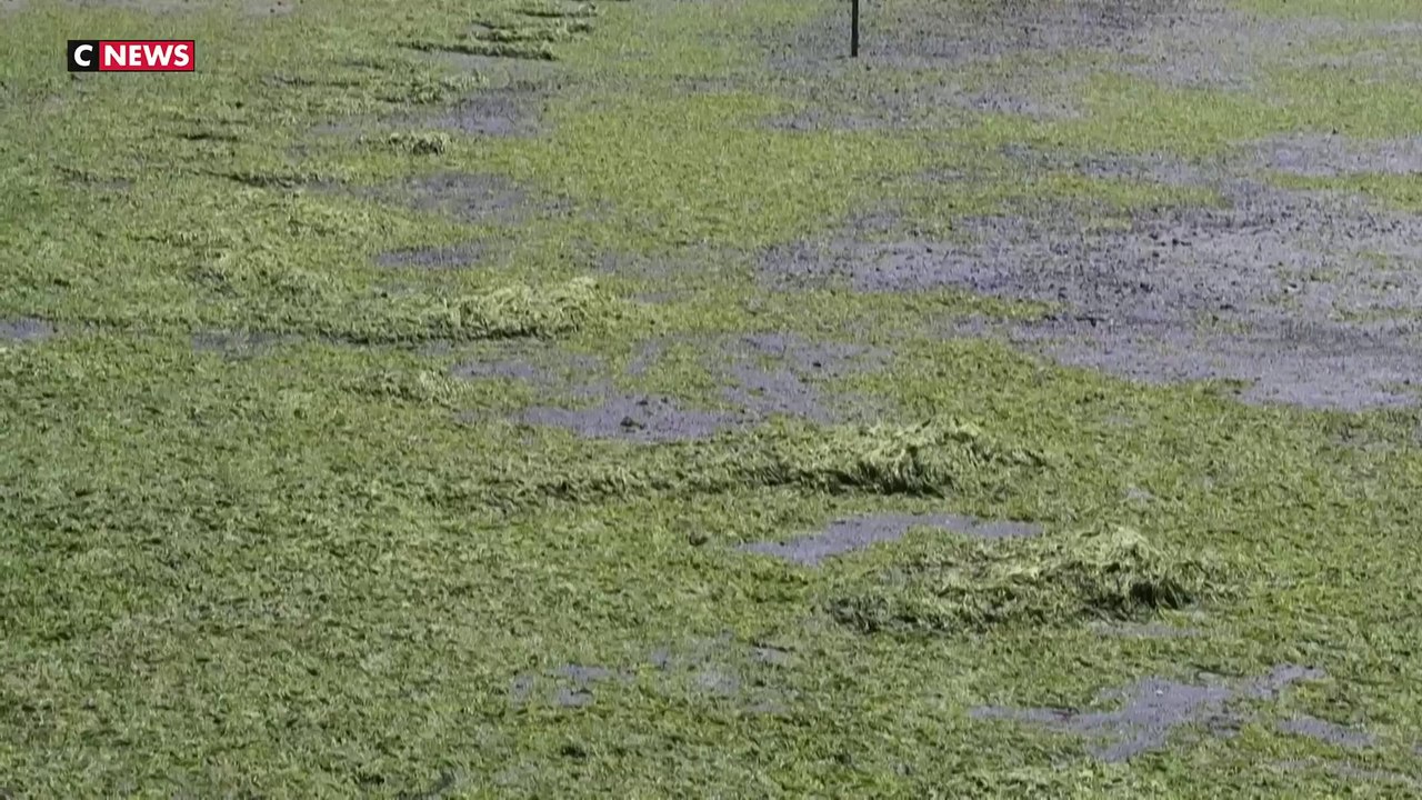 Côtes d'Armor : une plage de nouveau fermée à cause du retour des algues vertes