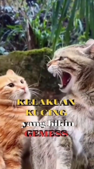 Naughty cat