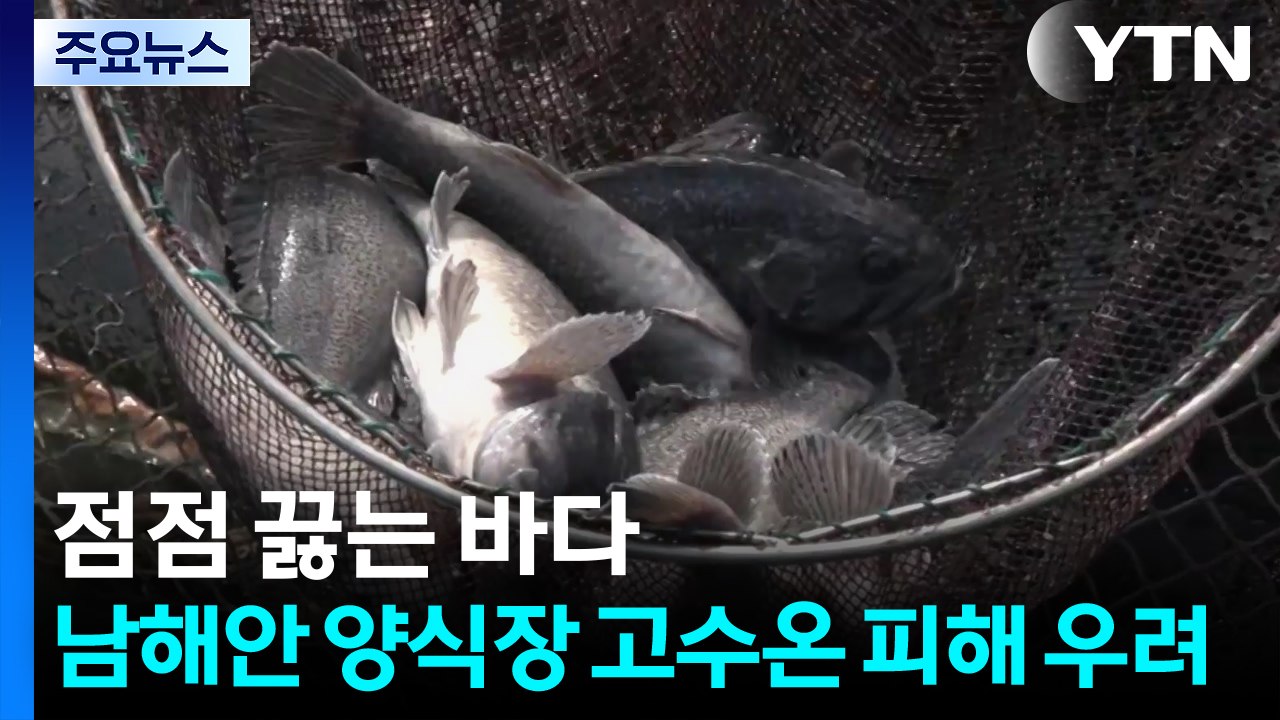 점점 끓는 바다...남해안 양식장 고수온 피해 우려 / YTN