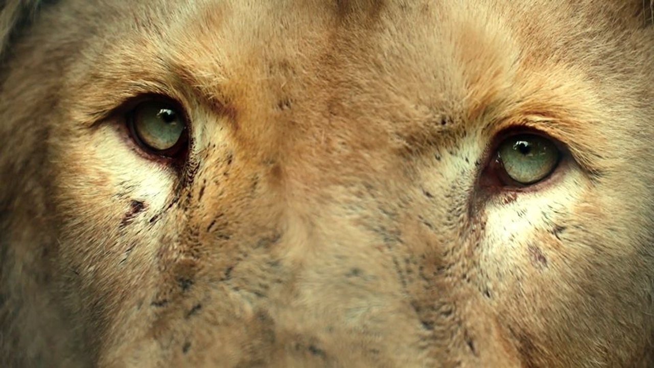 Checkpoint Zoo Trailer OV