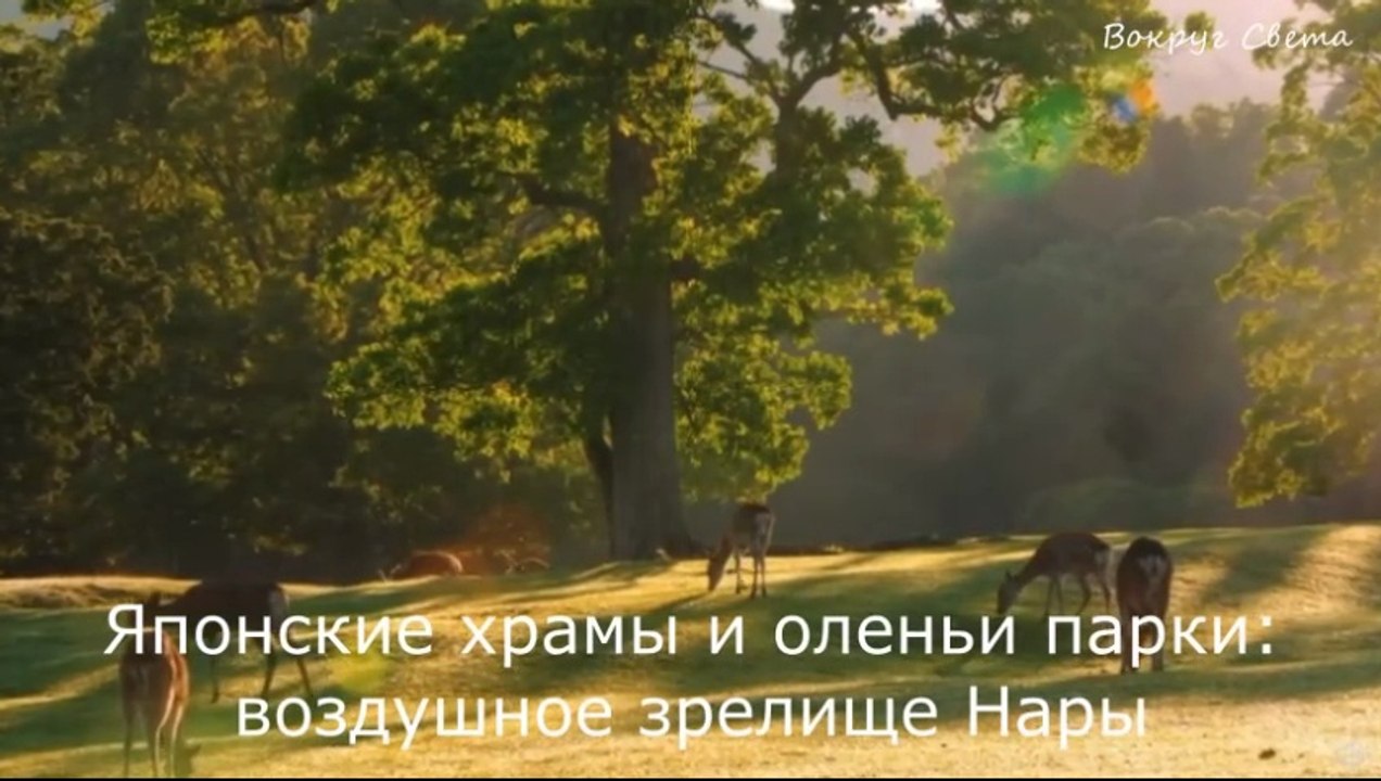 Японские храмы и оленьи парки. Воздушное зрелище Нары