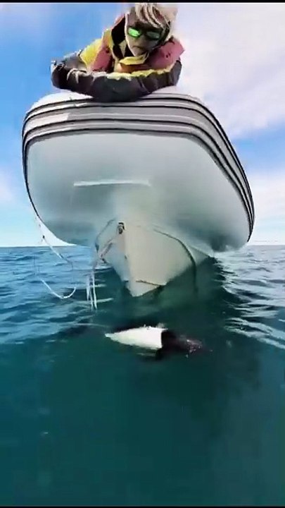 Commerson’s Dolphin – The Panda Dolphin