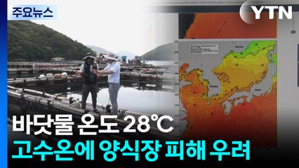 바닷물도 온도 상승...고수온에 양식장 피해 우려 / YTN
