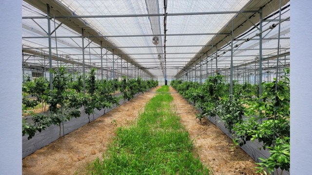 [경기] 포천시, 아열대 과일인 감귤 시범 재배... 기후 변화 대응 / YTN