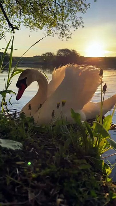 swan