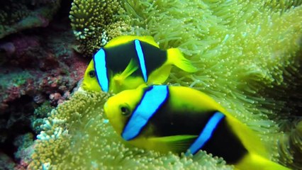 Os animais mais fofos do mundo  n•49