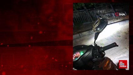 Kütahya Domaniç'te park halindeki motosiklette yılan paniği