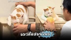 ฮาหนักมาก ! แมวติดยาดม ดมสมุนไพรจนเคลิ้ม เจ้าของถึงกับถาม “ต้องพาไปบำบัดที่ไหน”