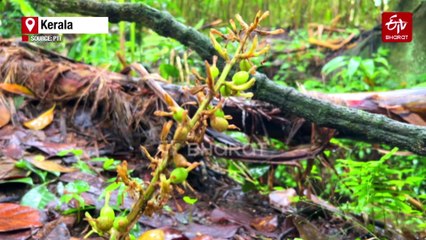 Idukki Cardamom Farmers Face Heavy Losses As Unseasonal Rains Trigger Rotting Disease
