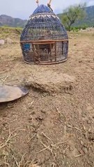 Keklik ailesinin kene savunması sosyal medyada viral oldu