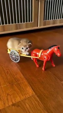 Cat videos | cute cats kittens part- 3 😻🐾 #shorts #cat #catvideos #shortvideo #trending #animals #cats #trendingreels #trending #shorts #love #musicandnature1