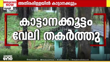 അതിരപ്പിള്ളിയിൽ കാട്ടാനക്കൂട്ടം..