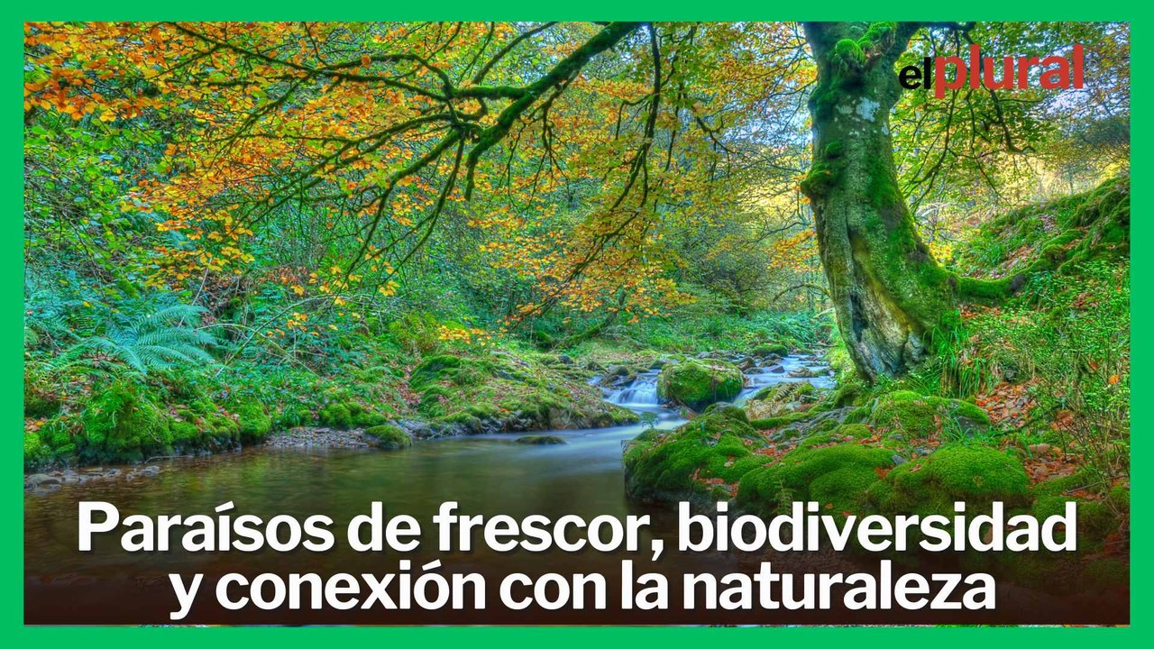 Los 5 bosques mágicos de España para visitar este verano: refugios de sombra, misterio y leyenda