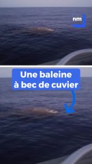 Ils apperçoivent une baleine à bec de cuvier au large de Nice