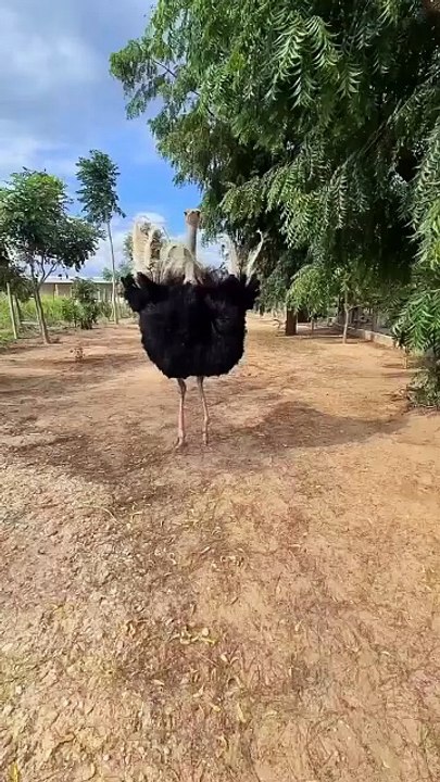 All video about birds life and hunting birds etc
