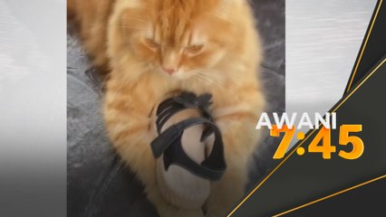 Hobi oyen bawa balik selipar jiran