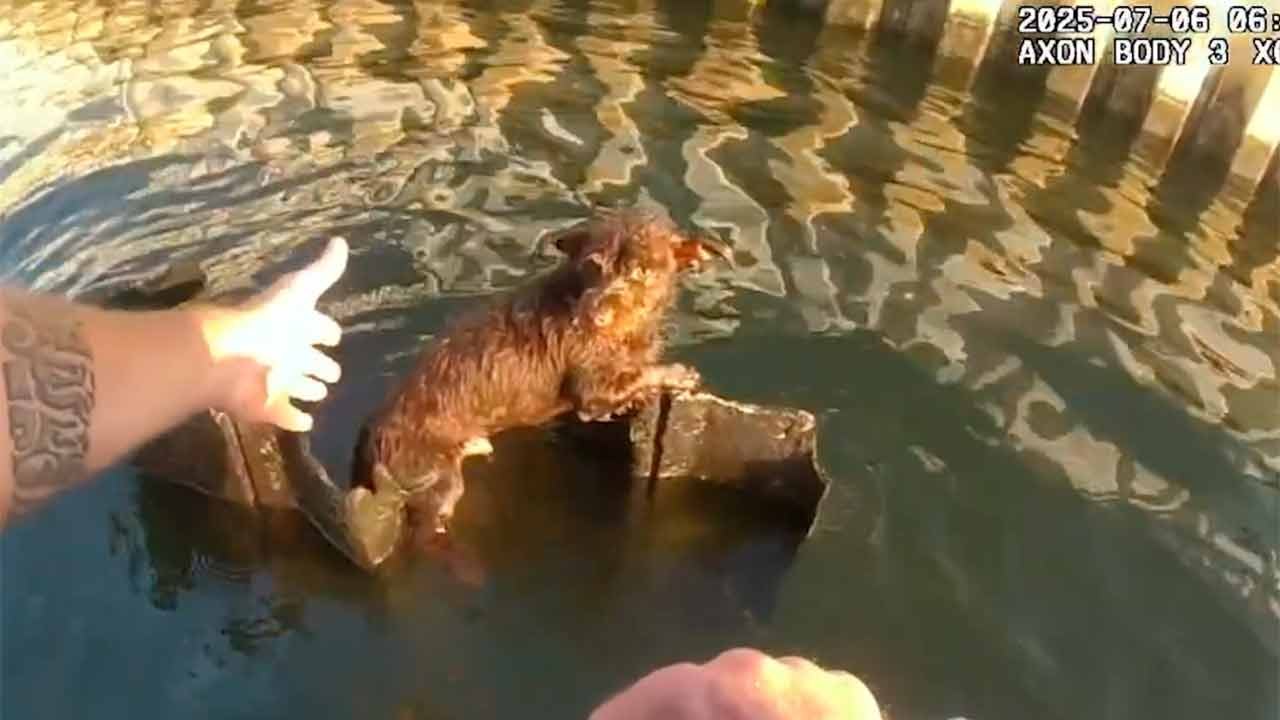 डरावने दिखने वाले पिल्ले को नदी से बचाया गया, सोशल मीडिया पर हुआ वायरल
