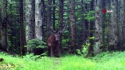 Bursa'nın dağlarında Cervus elaphu fotokapana takıldı