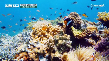 나는야 바다의 왕자 너는 해변의 여자?! 본격적인 다이빙 시작! | 강철지구 37회
