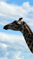 Amazing African wildlife #animallife #travel