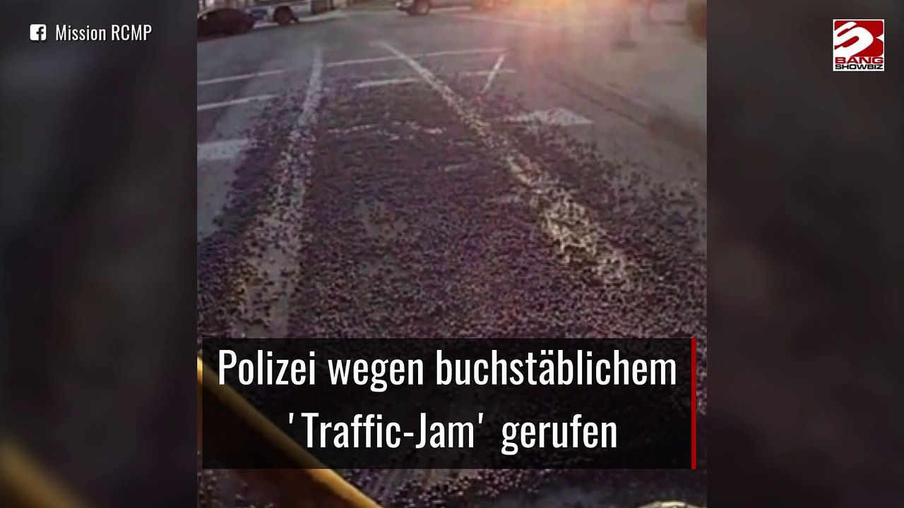 Polizei wegen buchstäblichem 'Traffic-Jam' gerufen