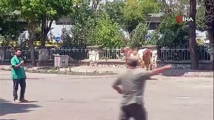 Manisa’da mezbahadan kaçan inek ortalığı birbirine kattı