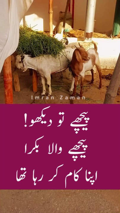 PICHY to DEKHO Bakry ko😄