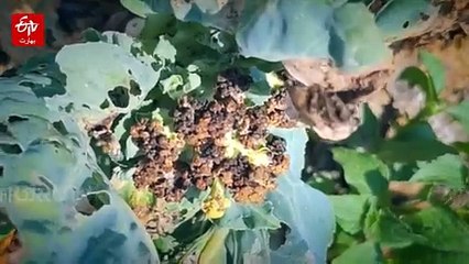 ہائی وے پر ٹریفک پابندی: کشمیر کے کسان مالی مشکلات سے دوچار